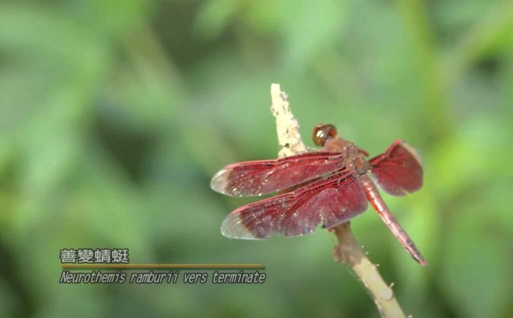 neurothemis ramburii vers terminate