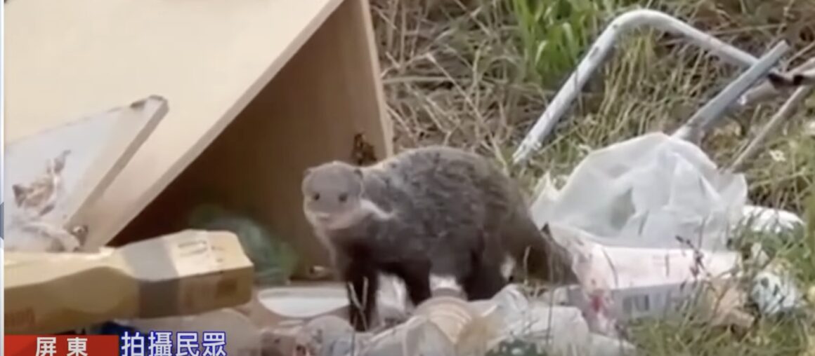 Crab-eating Mongoose Found Eating and Scavenging Garbage in Kenting National Park