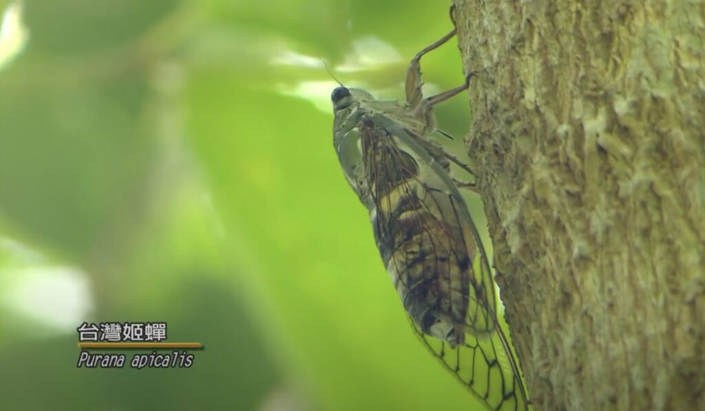 Purana apicalis