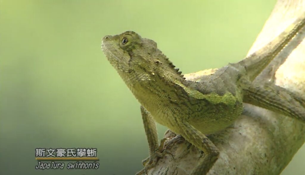 Japalura swinhonis