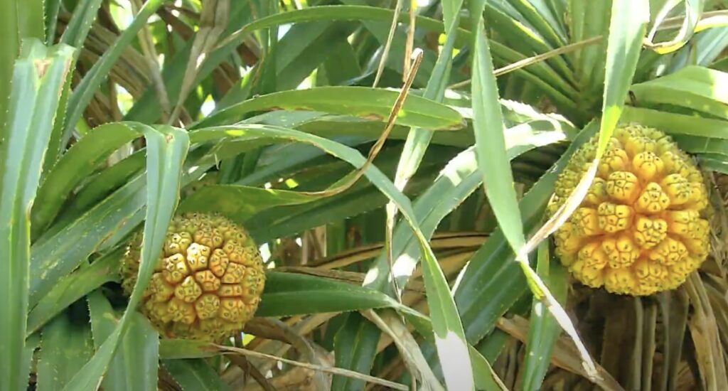 pandanus fruit in longkeng