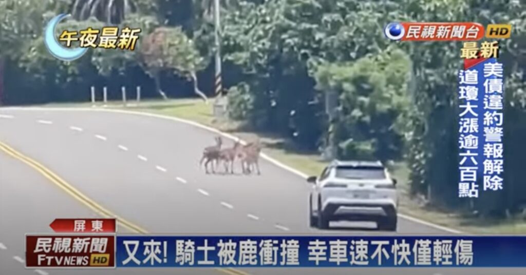 Several Formosan sika deer stand boldly in the middle of the road