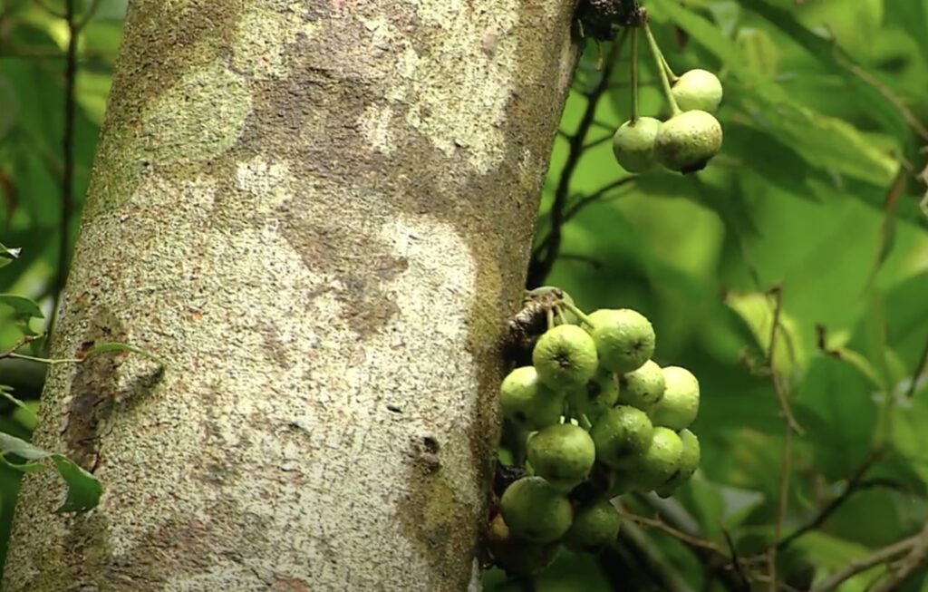 fruit grows directly from stems