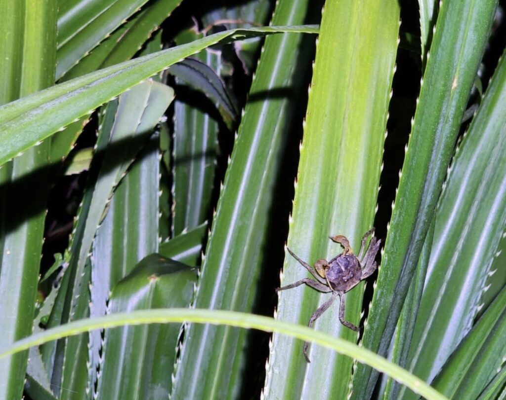 The community also conducts regular patrols and monitoring of land crabs