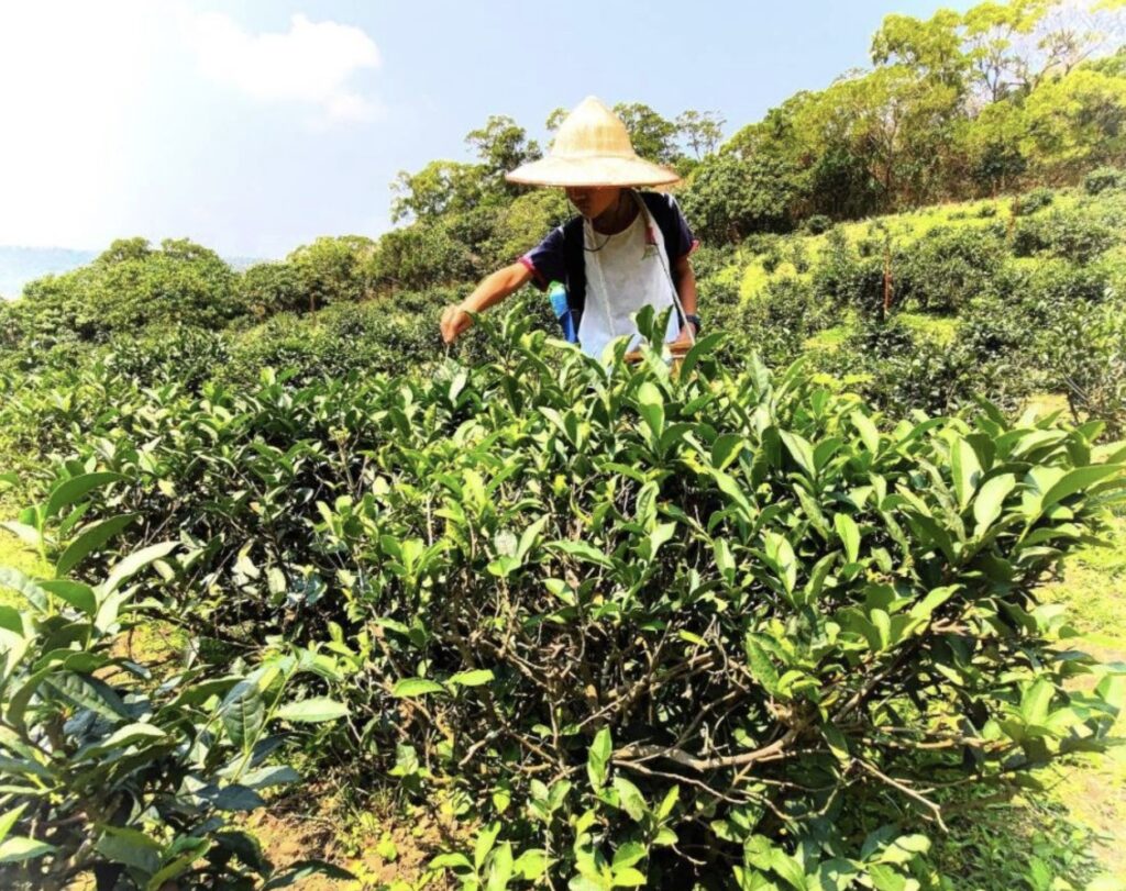 Joyful tea picking under the scorching sun