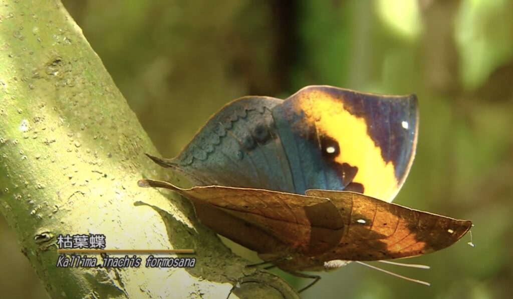 Kallima Innachis formosana