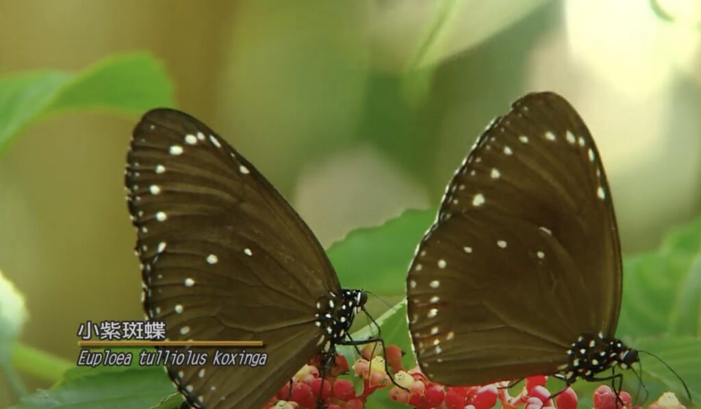 Euplohea tulliolus koxinga