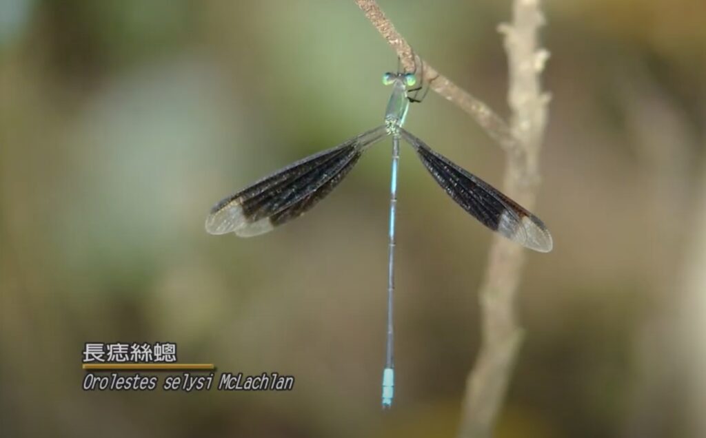 Orolestes selysi Mclachlan