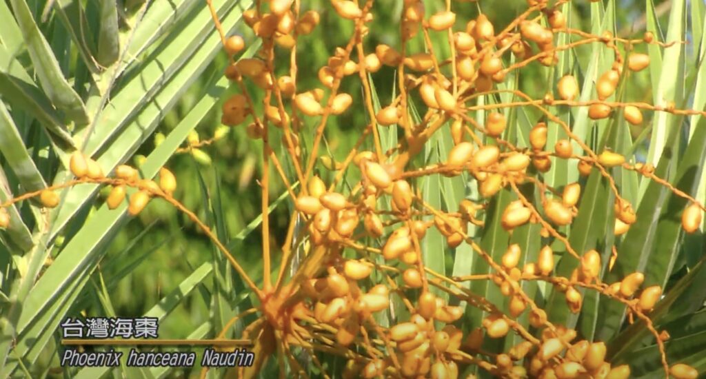 Taiwan date palm