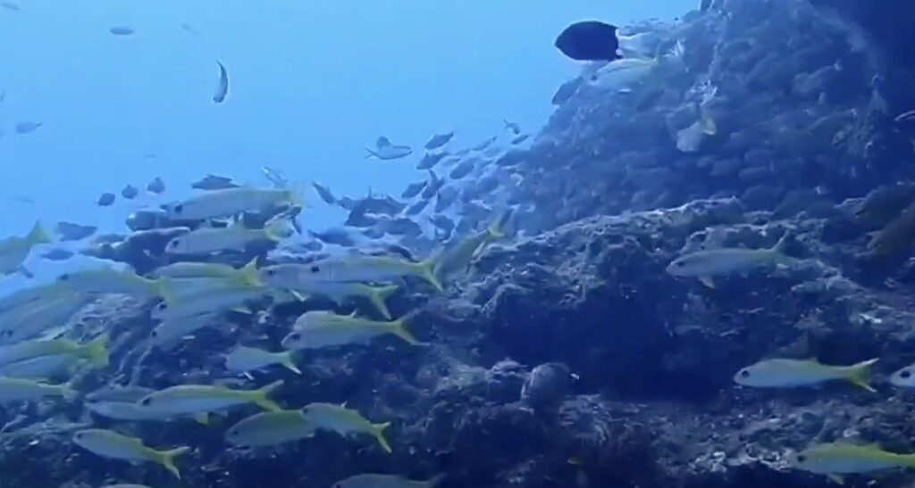 underwater ecosystem of Houbihu