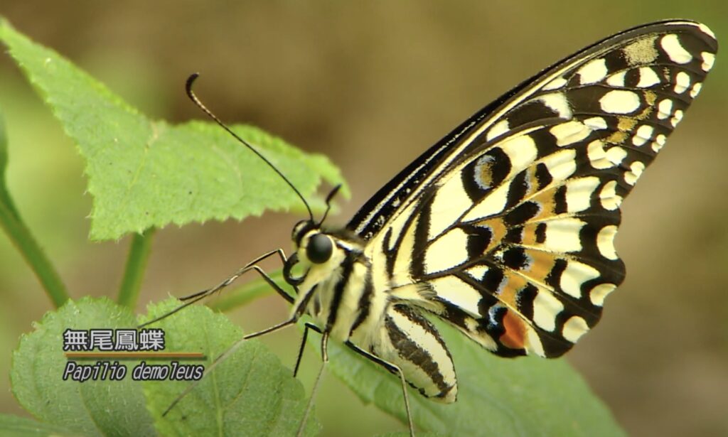 Papilio demoleus