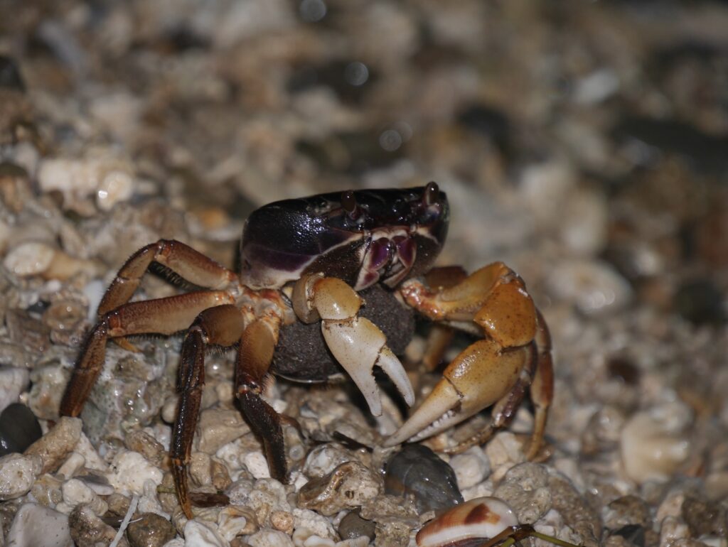 kenting land crab