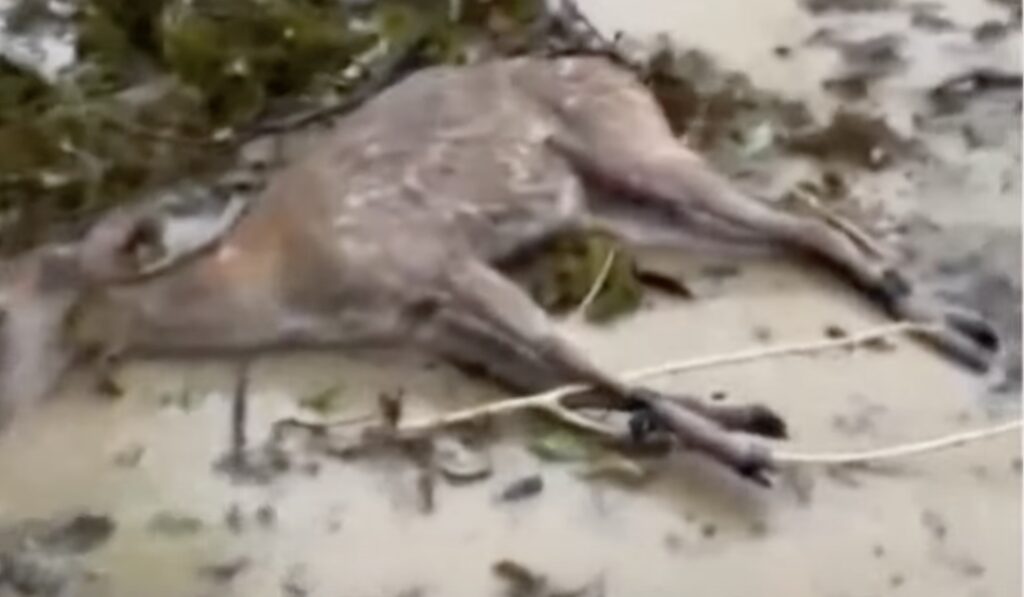 sika deer tied on ground