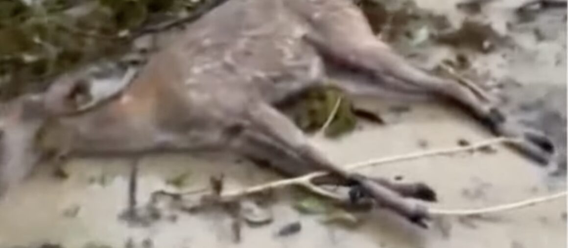 Two Sika Deers  Violently Stolen during Typhoon Night in Kenting, and one almost dead on the ground