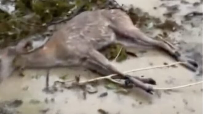 Two Sika Deers Violently Stolen during Typhoon Night in Kenting, and one almost dead on the ground