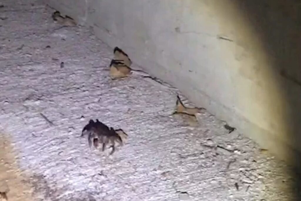 female crab passing through the tunnel in kenting