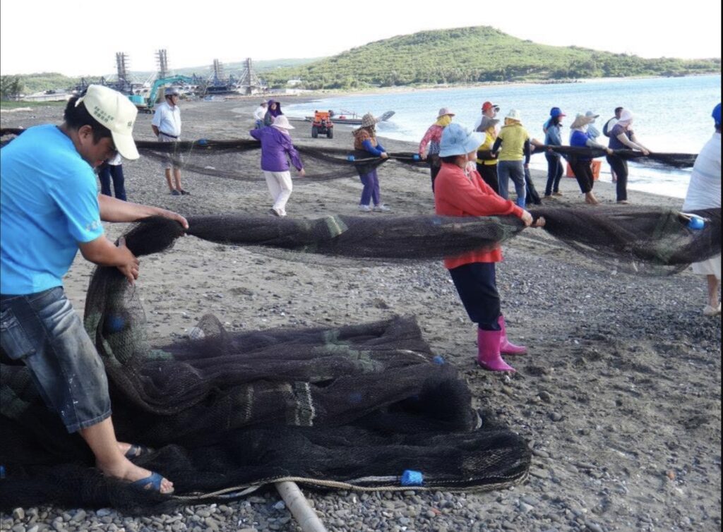 Traditional practice of "牽罟" (qian gu), or cooperative fishing