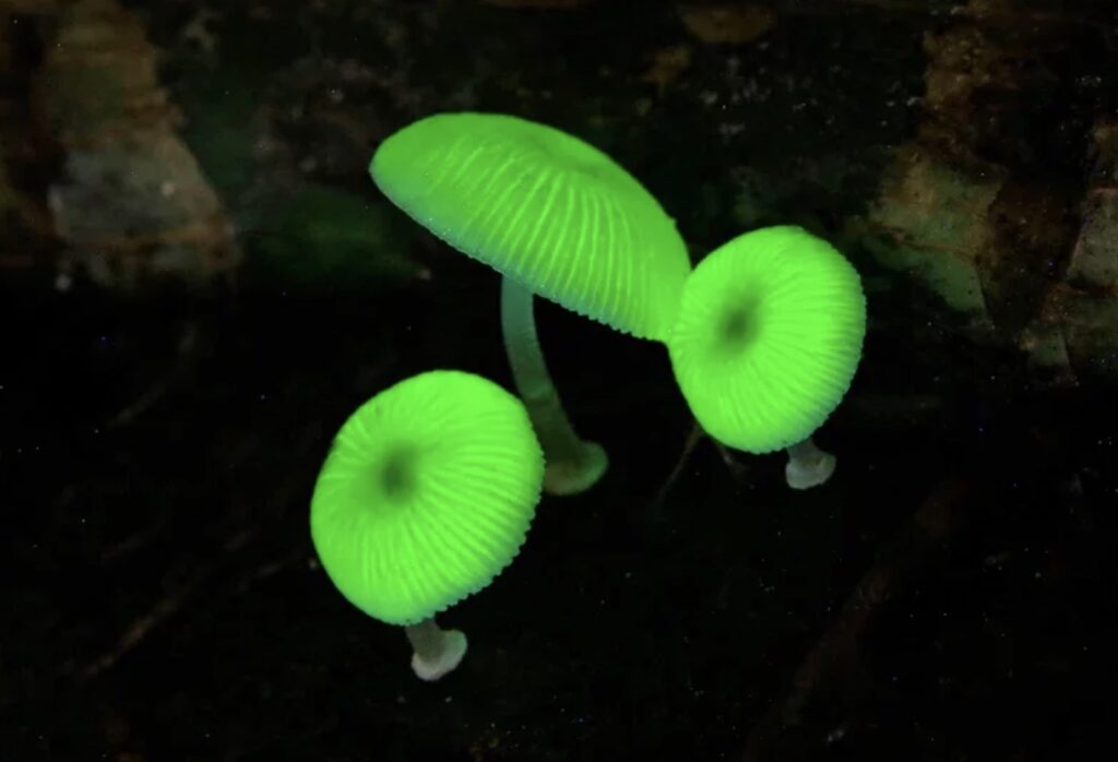 Green Glowing Mushrooms