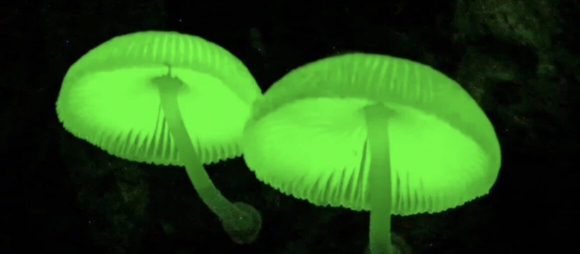 Innkeeper in Manzhou Successfully Cultivates Rare Glowing Mushrooms in Bamboo Grove