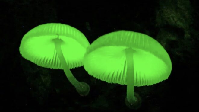 Innkeeper in Manzhou Successfully Cultivates Rare Glowing Mushrooms in Bamboo Grove