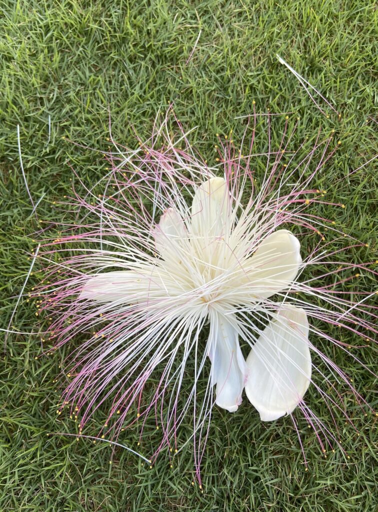 flower in bay251