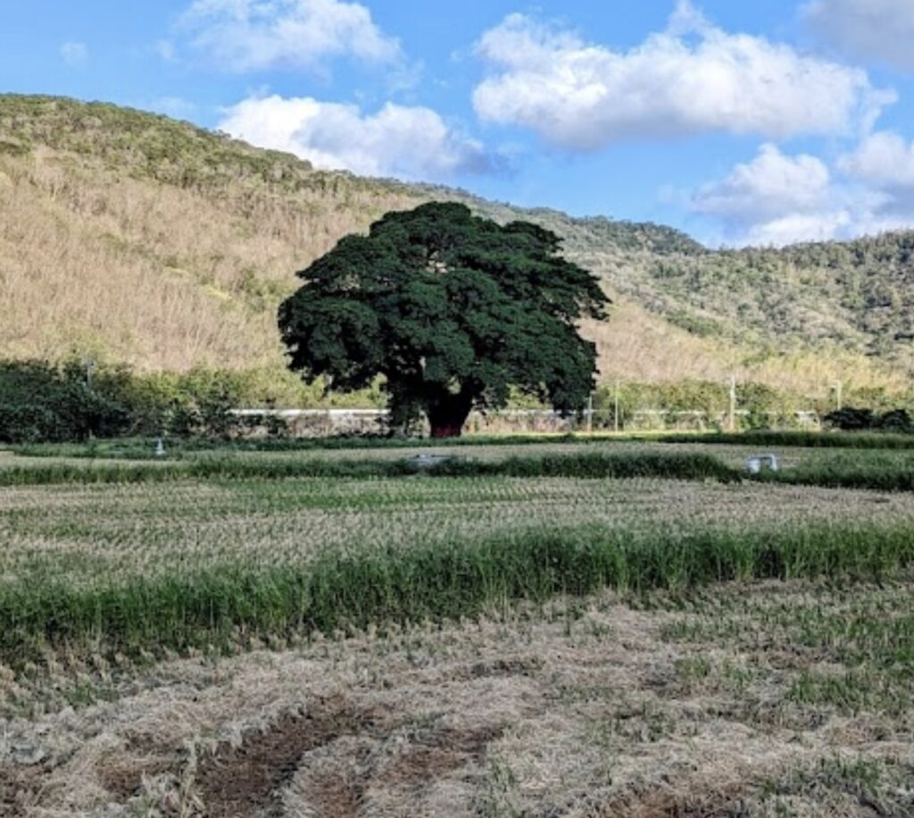 cute tree