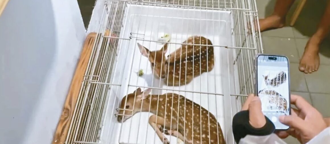 Sika Deer Typhoon Night Wild Theft Case Solved