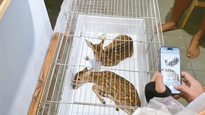 Sika Deer Typhoon Night Wild Theft Case Solved