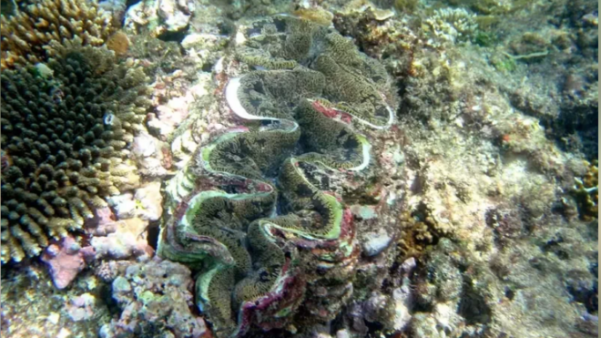 Unable to escape the impact of typhoon and huge waves, the famous marine creature 'Chiton' in Kenting has been confirmed dead