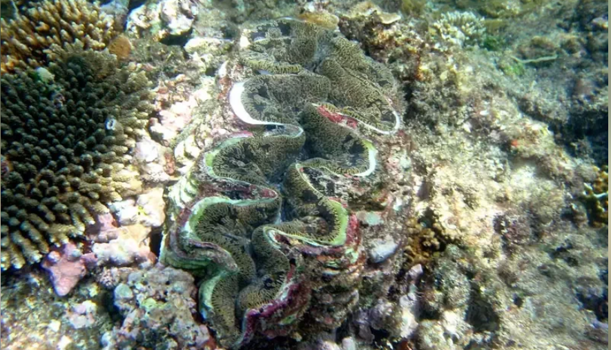 Unable to escape the impact of typhoon and huge waves, the famous marine creature 'Chiton' in Kenting has been confirmed dead