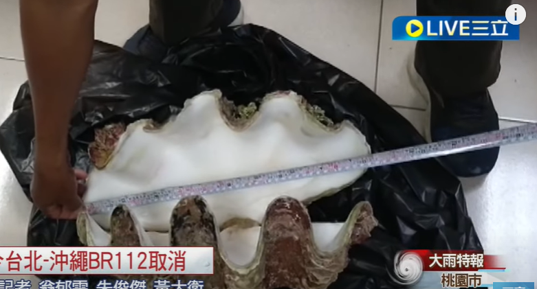 dead chiton in kenting