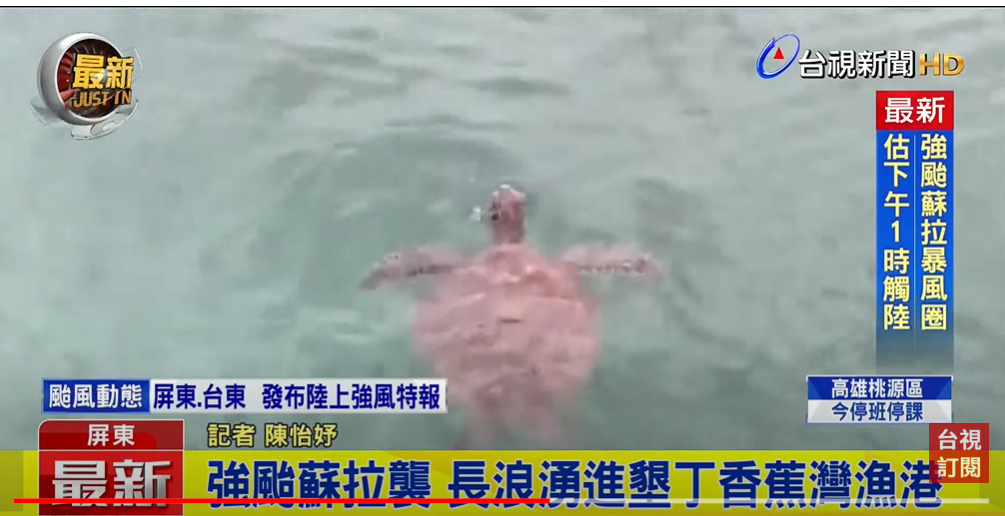 sea turtle in banana bay