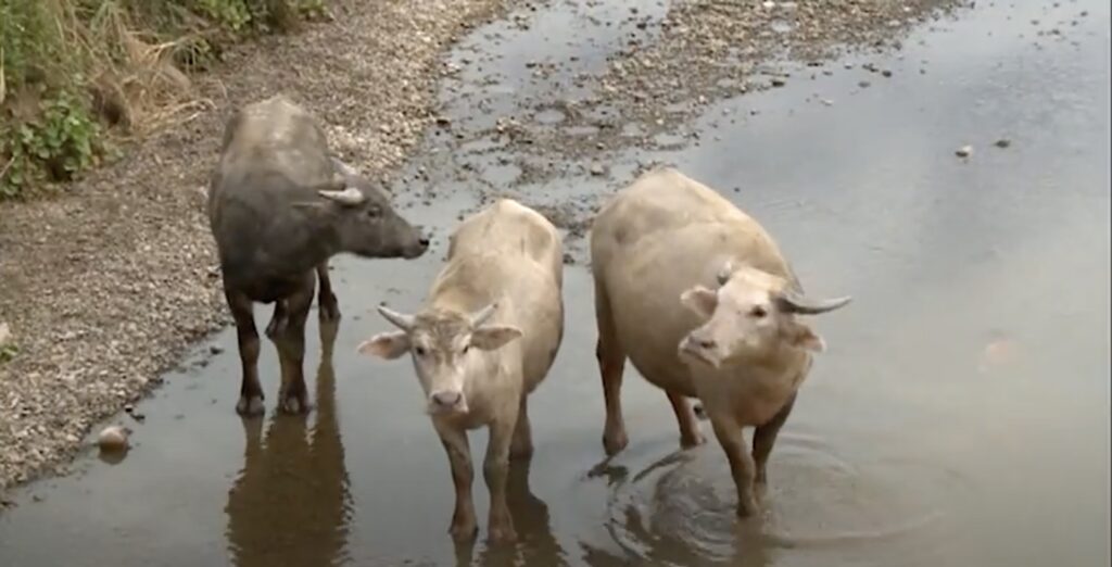 buffalos in Manzhou