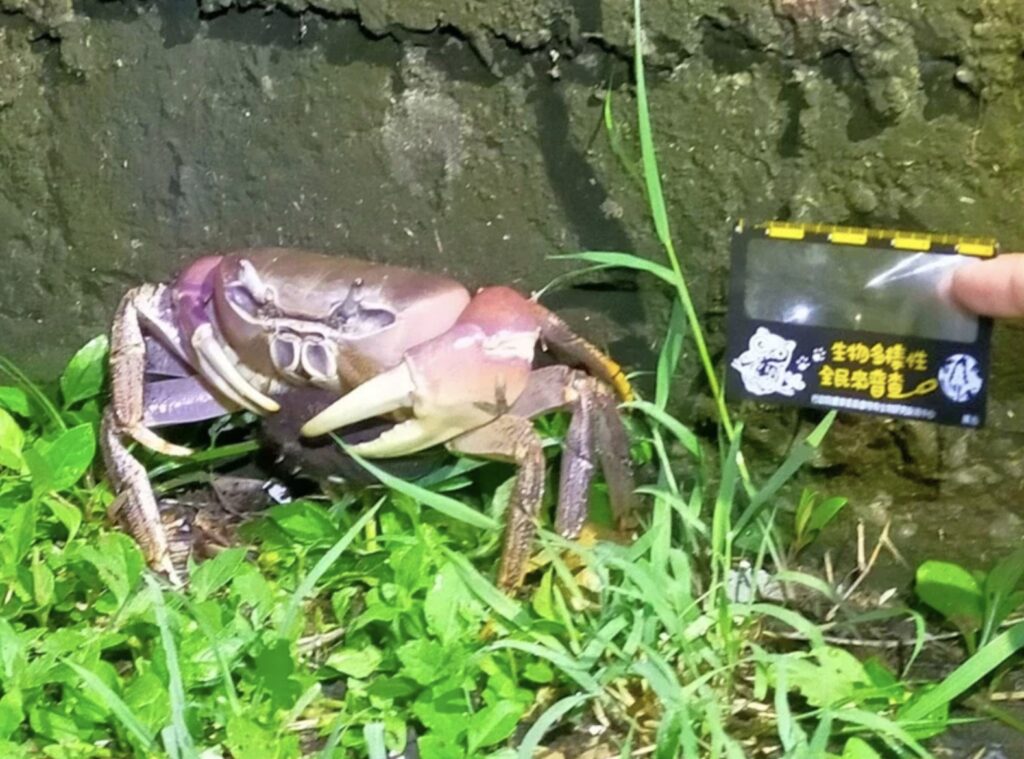 land crab in houwan