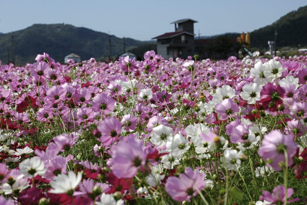 滿州花海 Manzhou Sea of Flowers