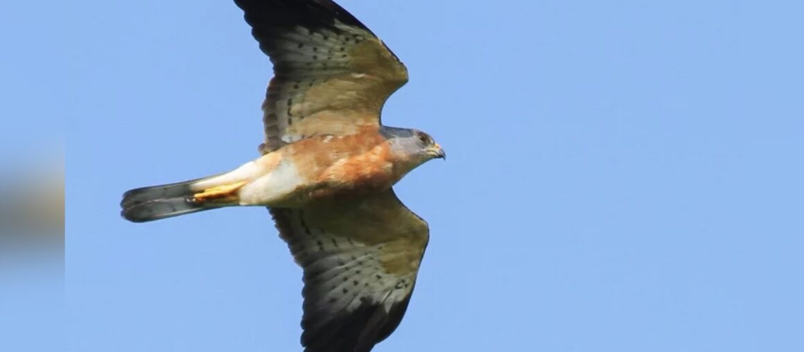 Eagle Enthusiasts Await the Sparse Appearances of the Celebrated 'National Day Bird' in Hengchun Peninsula