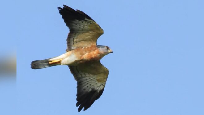 Eagle Enthusiasts Await the Sparse Appearances of the Celebrated 'National Day Bird' in Hengchun Peninsula