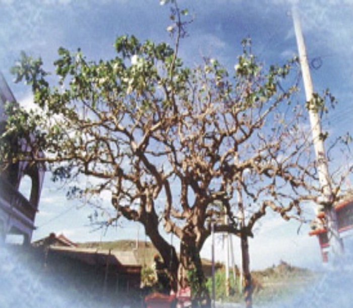射寮老刺桐 old ceiba tree in sheliao