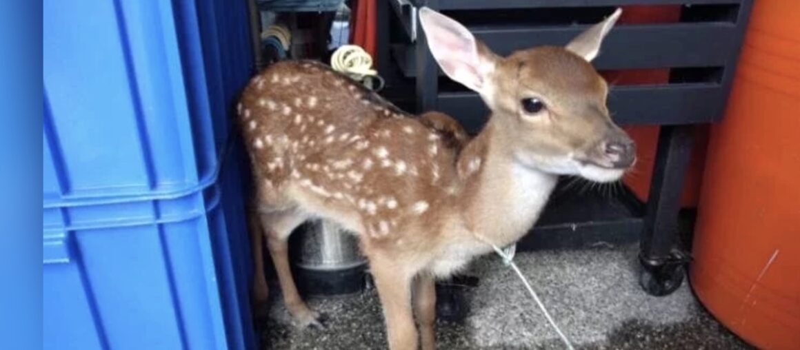 Sika Deer Stray Fawn Finds a Home - Owner's Post Leads to Reunion
