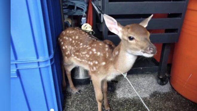 Sika Deer Stray Fawn Finds a Home - Owner's Post Leads to Reunion