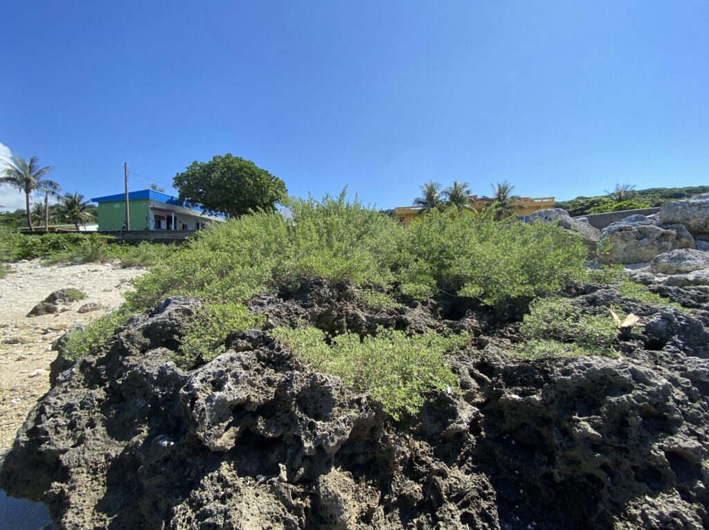 banana bay coast