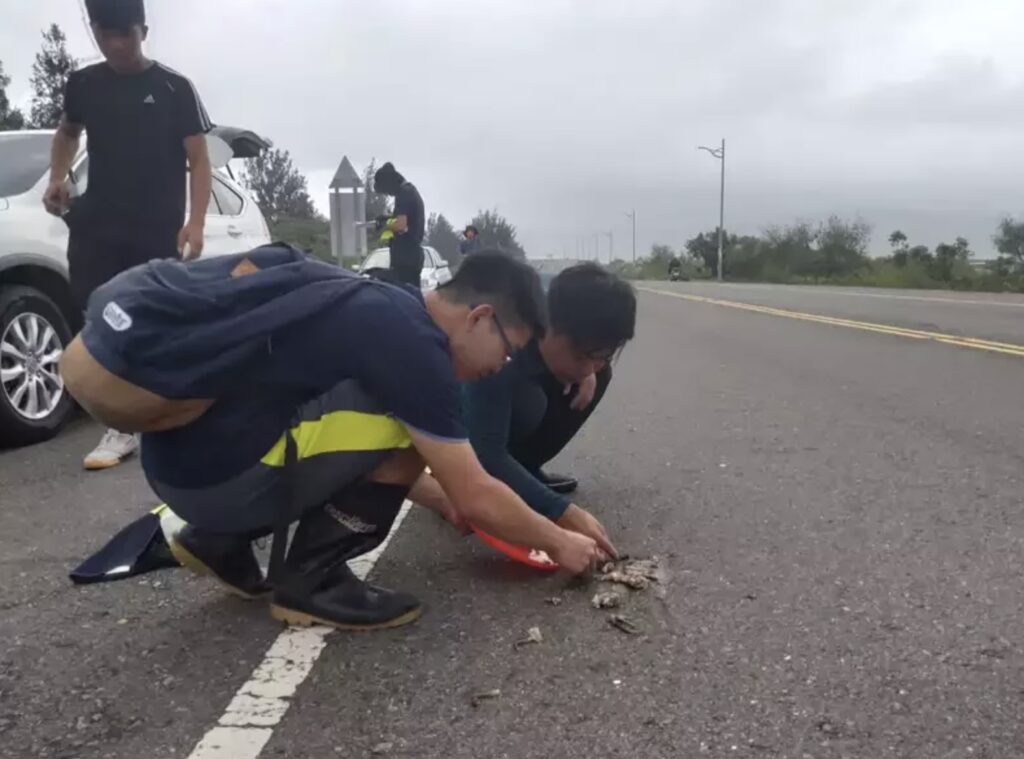 crab roadkill in houwan