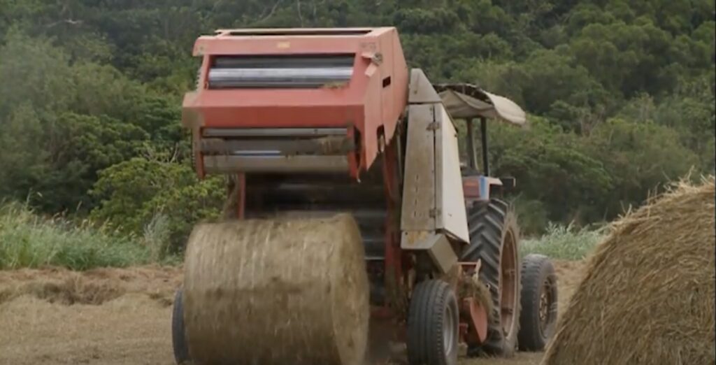 grass production in Manzhou
