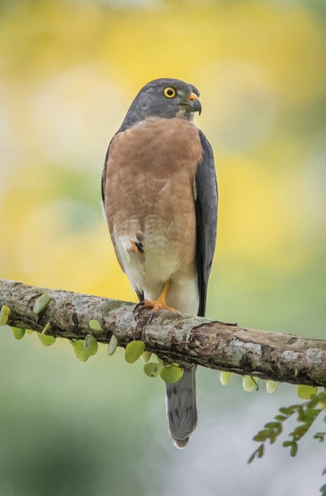 Chinese Sparrowhawk