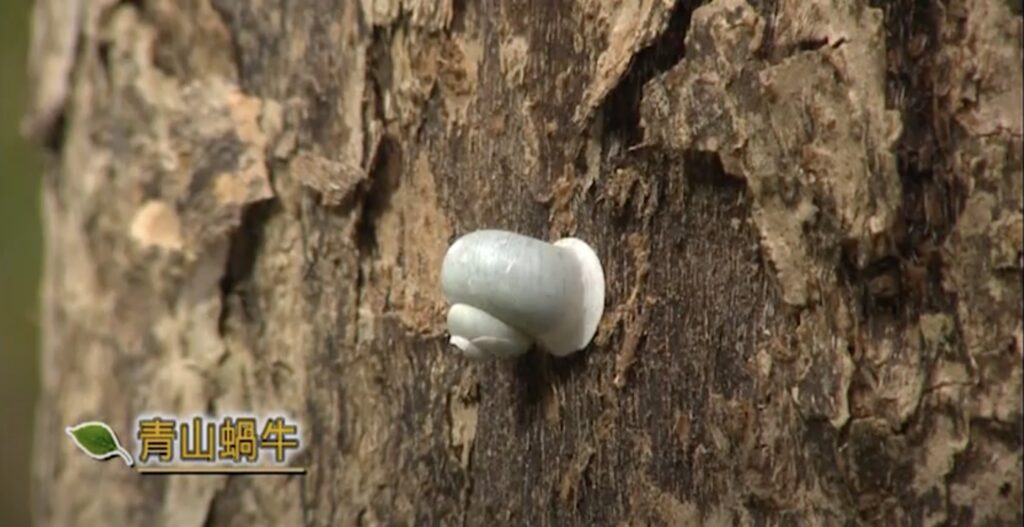 green mountain snail