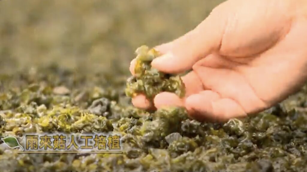 harvesting lovers tears mushroom in manzhou