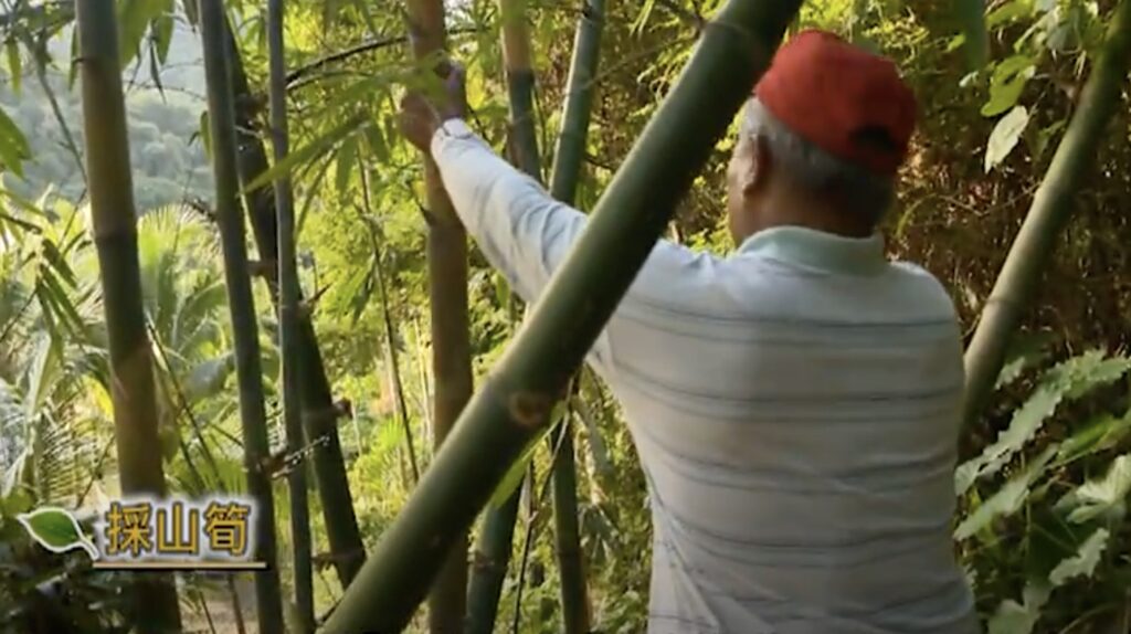 harvesting bamboo in Manzhou mountains