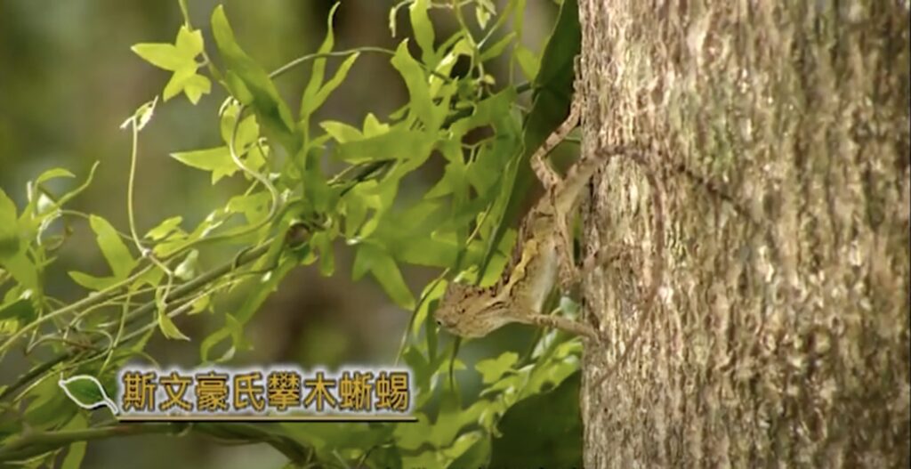 Diploderma swinhonis in Nanren reserve