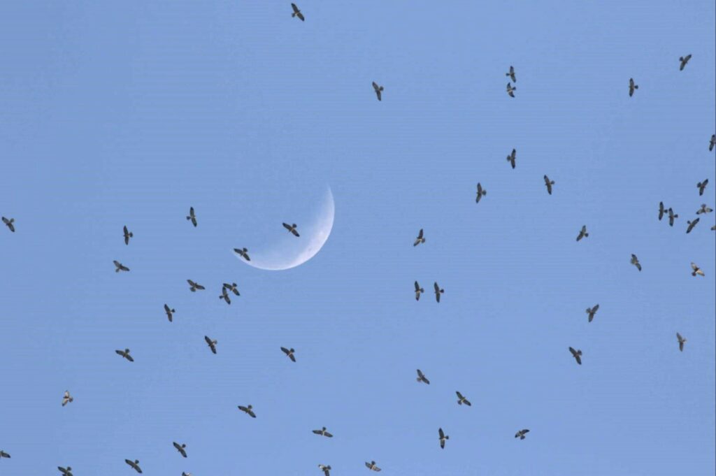Grey-faced Buzzard Eagle's autumn migration