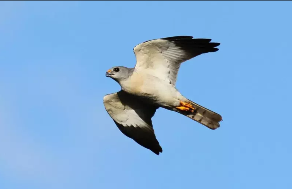 gray faced buzzard in kenting